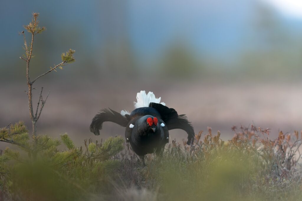 Lyrurus tetrix – pamiętaj!