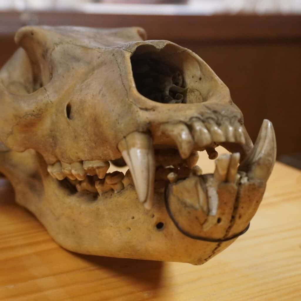 Kości